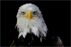 Weisskopfseeadler
