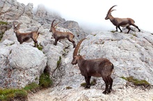 Steinböcke in den Alpen 5 (oder: ..."so lange die Füße tragen"