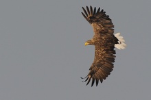 Mein erster Seeadler