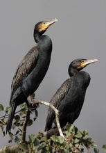 Phalacrocorax carbo