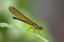 Kleinlibelle mit Passagier