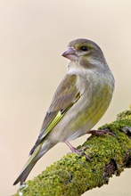 ~Carduelis chloris~