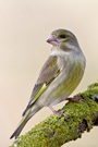 ~Carduelis chloris~