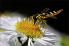 Schwebfliege...