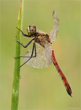 Sumpf-Heidelibelle (Sympetrum depressiusculum)