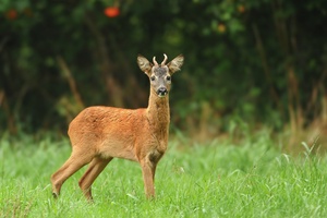 Capreolus capreolus