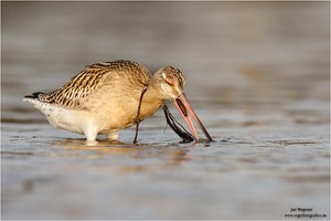 Pfuhlschnepfe (limosa lapponica)