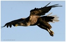 Seeadler