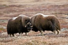 Moschus beim Kampf