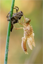 Orthetrum coerulescens