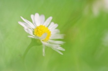 nur ein Gänseblümchen