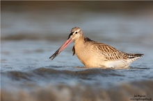 Pfuhlschnepfe (Limosa lapponica)