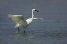 Seidenreiher (Egretta garzetta)