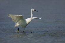 Seidenreiher (Egretta garzetta)