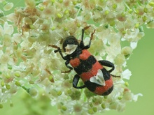 Rot-schwarzes Bärchen mit Herz