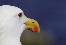 Silbermöwe Portrait - Rundblick