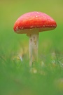 Fliegenpilz