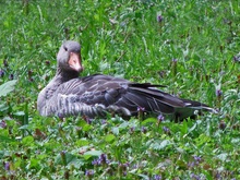 Graugans auf der Wiese.