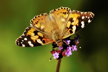 Distelfalter