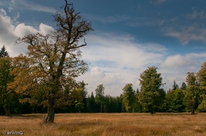 Schachten  im Bayerischen Wald Nationalpark