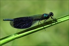 Der blaue Prinz...