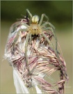 Ammen-Dornfinger (Cheiracanthium punctorium), Weibchen nach der Reifehäutung