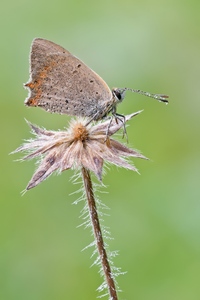 Tropfenfühler