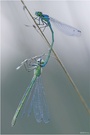 Mond-Azurjungfer (Coenagrion lunulatum) - Paarung