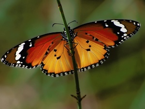 'Kleiner  Monarch' (3)...ganz gross!