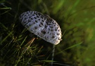 Parasolpilz (Riesenschirmling, essbar)