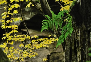 Herbst im Edmundsklamm