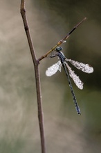 Lestes virens - kleine Binsenjungfer