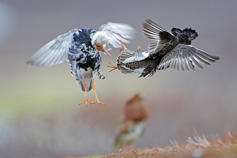 Kampfläufer