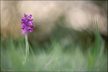 Orchis Morio