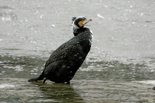 Kormoran im Schneetreiben