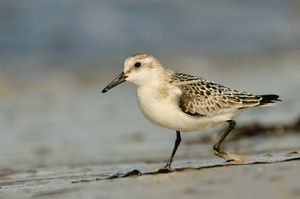 Sanderling (Calidris alba)