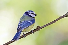 Blaumeisen sind schön