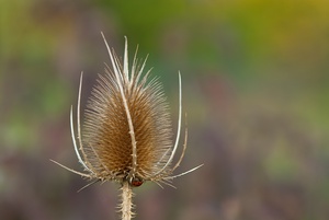 Herbstversteck