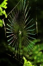 Radnetzspinne