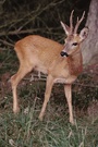 Rehbock