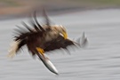 Seeadler im Fluge See-eagle in flight
