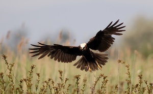 Rohrweihe (Circus aeruginosus)