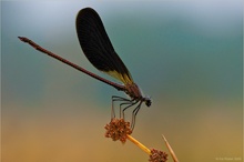 Bronzene Prachtlibelle (Calopteryx haemorrhoidalis)