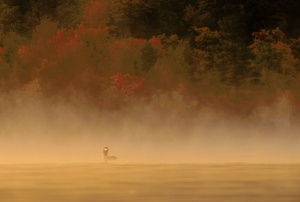 Loon