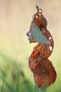 herbstliche Kleinskulptur