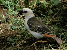 White-heated Buffalo-weaver