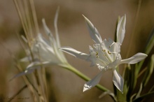 Pancratium maritimum - Strandlilie