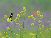 Schwarzkehlchen-