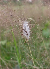 Jugendgespinst des Ammen-Dornfingers (Cheiracanthium punctorium)