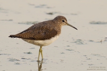 Waldwasserläufer